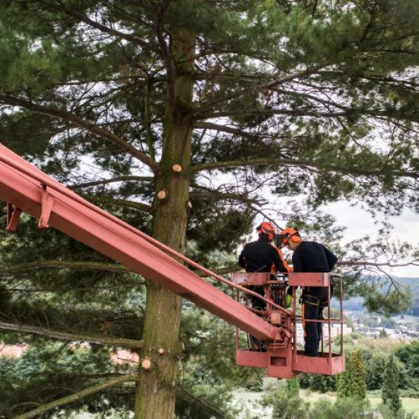 arborists-with-chainsaw-and-lifting-platform