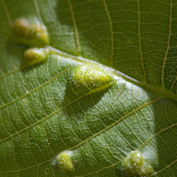 diseases-affecting-trees