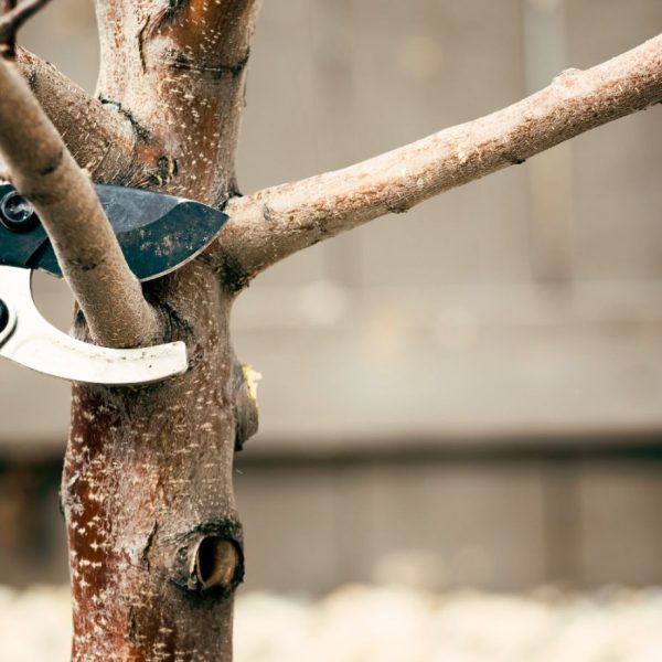 pruning-tree